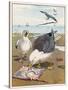 Common Gulls on a Beach-W. Foster-Stretched Canvas