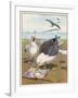 Common Gulls on a Beach-W. Foster-Framed Art Print