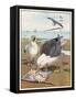Common Gulls on a Beach-W. Foster-Framed Stretched Canvas