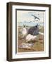 Common Gulls on a Beach-W. Foster-Framed Art Print