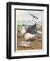 Common Gulls on a Beach-W. Foster-Framed Art Print