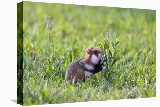 Common Hamster (Cricetus Cricetus) Feeding on Plant, Slovakia, Europe, June 2009 Wwe Book-Wothe-Stretched Canvas