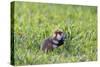 Common Hamster (Cricetus Cricetus) Feeding on Plant, Slovakia, Europe, June 2009 Wwe Book-Wothe-Stretched Canvas