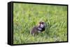 Common Hamster (Cricetus Cricetus) Feeding on Plant, Slovakia, Europe, June 2009 Wwe Book-Wothe-Framed Stretched Canvas