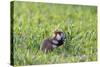 Common Hamster (Cricetus Cricetus) Feeding on Plant, Slovakia, Europe, June 2009 Wwe Book-Wothe-Stretched Canvas