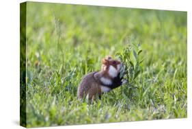 Common Hamster (Cricetus Cricetus) Feeding on Plant, Slovakia, Europe, June 2009 Wwe Book-Wothe-Stretched Canvas