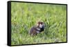 Common Hamster (Cricetus Cricetus) Feeding on Plant, Slovakia, Europe, June 2009 Wwe Book-Wothe-Framed Stretched Canvas