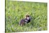 Common Hamster (Cricetus Cricetus) Feeding on Plant, Slovakia, Europe, June 2009 Wwe Book-Wothe-Stretched Canvas