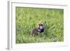 Common Hamster (Cricetus Cricetus) Feeding on Plant, Slovakia, Europe, June 2009 Wwe Book-Wothe-Framed Photographic Print