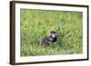 Common Hamster (Cricetus Cricetus) Feeding on Plant, Slovakia, Europe, June 2009 Wwe Book-Wothe-Framed Photographic Print