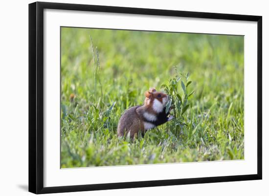 Common Hamster (Cricetus Cricetus) Feeding on Plant, Slovakia, Europe, June 2009 Wwe Book-Wothe-Framed Photographic Print