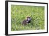 Common Hamster (Cricetus Cricetus) Feeding on Plant, Slovakia, Europe, June 2009 Wwe Book-Wothe-Framed Photographic Print