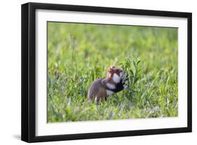 Common Hamster (Cricetus Cricetus) Feeding on Plant, Slovakia, Europe, June 2009 Wwe Book-Wothe-Framed Photographic Print