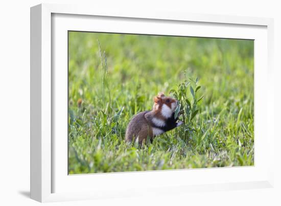 Common Hamster (Cricetus Cricetus) Feeding on Plant, Slovakia, Europe, June 2009 Wwe Book-Wothe-Framed Photographic Print