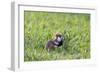 Common Hamster (Cricetus Cricetus) Feeding on Plant, Slovakia, Europe, June 2009 Wwe Book-Wothe-Framed Photographic Print