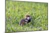 Common Hamster (Cricetus Cricetus) Feeding on Plant, Slovakia, Europe, June 2009 Wwe Book-Wothe-Mounted Photographic Print