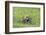 Common Hamster (Cricetus Cricetus) Feeding on Plant, Slovakia, Europe, June 2009 Wwe Book-Wothe-Framed Photographic Print