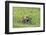 Common Hamster (Cricetus Cricetus) Feeding on Plant, Slovakia, Europe, June 2009 Wwe Book-Wothe-Framed Photographic Print