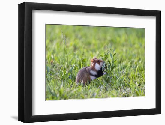 Common Hamster (Cricetus Cricetus) Feeding on Plant, Slovakia, Europe, June 2009 Wwe Book-Wothe-Framed Photographic Print