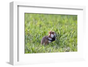 Common Hamster (Cricetus Cricetus) Feeding on Plant, Slovakia, Europe, June 2009 Wwe Book-Wothe-Framed Photographic Print