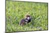Common Hamster (Cricetus Cricetus) Feeding on Plant, Slovakia, Europe, June 2009 Wwe Book-Wothe-Mounted Photographic Print