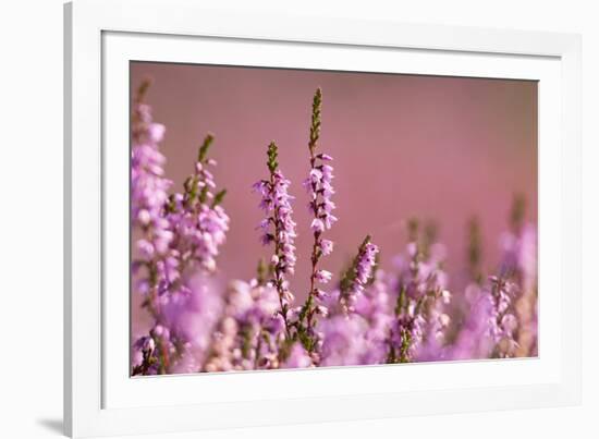 Common heather in flower, Dorset, UK-Ross Hoddinott / 2020VISION-Framed Photographic Print