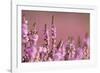 Common heather in flower, Dorset, UK-Ross Hoddinott / 2020VISION-Framed Photographic Print