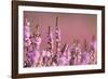 Common heather in flower, Dorset, UK-Ross Hoddinott / 2020VISION-Framed Photographic Print