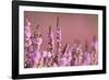 Common heather in flower, Dorset, UK-Ross Hoddinott / 2020VISION-Framed Photographic Print