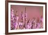 Common heather in flower, Dorset, UK-Ross Hoddinott / 2020VISION-Framed Photographic Print