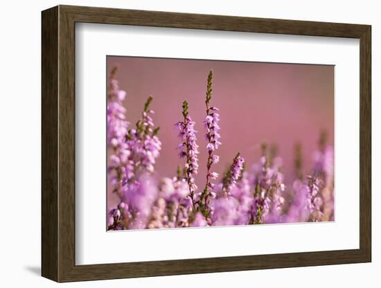 Common heather in flower, Dorset, UK-Ross Hoddinott / 2020VISION-Framed Photographic Print