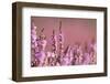 Common heather in flower, Dorset, UK-Ross Hoddinott / 2020VISION-Framed Photographic Print