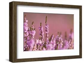 Common heather in flower, Dorset, UK-Ross Hoddinott / 2020VISION-Framed Photographic Print