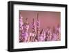 Common heather in flower, Dorset, UK-Ross Hoddinott / 2020VISION-Framed Photographic Print