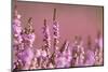 Common heather in flower, Dorset, UK-Ross Hoddinott / 2020VISION-Mounted Photographic Print