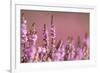 Common heather in flower, Dorset, UK-Ross Hoddinott / 2020VISION-Framed Photographic Print