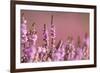 Common heather in flower, Dorset, UK-Ross Hoddinott / 2020VISION-Framed Photographic Print