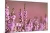 Common heather in flower, Dorset, UK-Ross Hoddinott / 2020VISION-Mounted Photographic Print