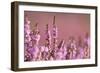 Common heather in flower, Dorset, UK-Ross Hoddinott / 2020VISION-Framed Photographic Print