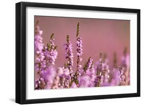 Common heather in flower, Dorset, UK-Ross Hoddinott / 2020VISION-Framed Photographic Print