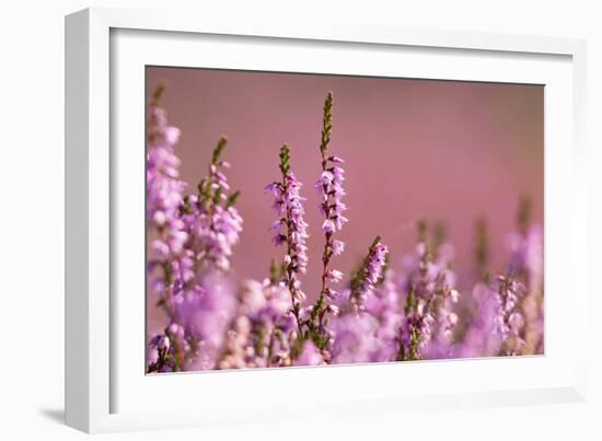 Common heather in flower, Dorset, UK-Ross Hoddinott / 2020VISION-Framed Photographic Print