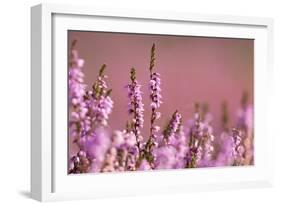 Common heather in flower, Dorset, UK-Ross Hoddinott / 2020VISION-Framed Photographic Print