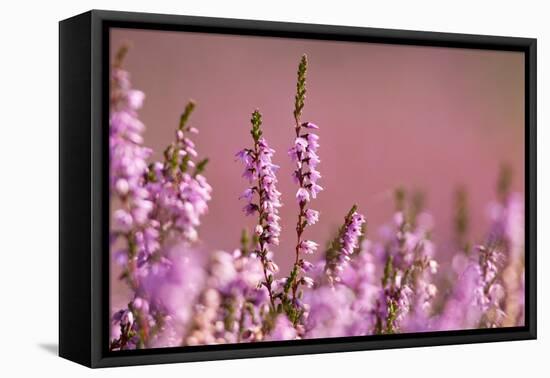 Common heather in flower, Dorset, UK-Ross Hoddinott / 2020VISION-Framed Stretched Canvas