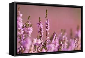 Common heather in flower, Dorset, UK-Ross Hoddinott / 2020VISION-Framed Stretched Canvas