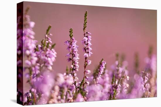 Common heather in flower, Dorset, UK-Ross Hoddinott / 2020VISION-Stretched Canvas