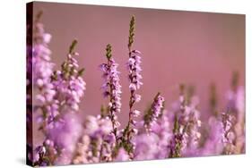 Common heather in flower, Dorset, UK-Ross Hoddinott / 2020VISION-Stretched Canvas