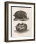 Common Hedgehog Seen from Two Different Angles-J. Pass-Framed Art Print