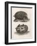 Common Hedgehog Seen from Two Different Angles-J. Pass-Framed Art Print