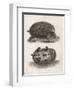 Common Hedgehog Seen from Two Different Angles-J. Pass-Framed Art Print