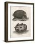 Common Hedgehog Seen from Two Different Angles-J. Pass-Framed Art Print